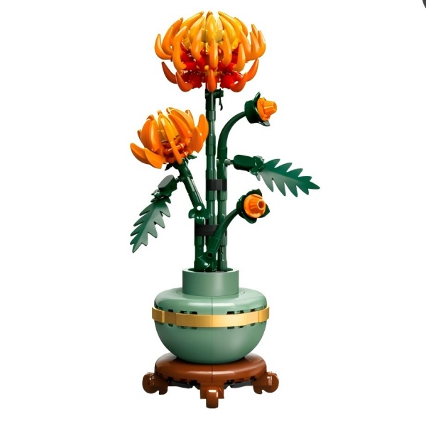 Chrysanthemum TO220207006